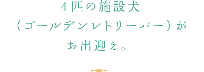 4匹の施設犬（ゴールデンレトリーバー）がお出迎え。